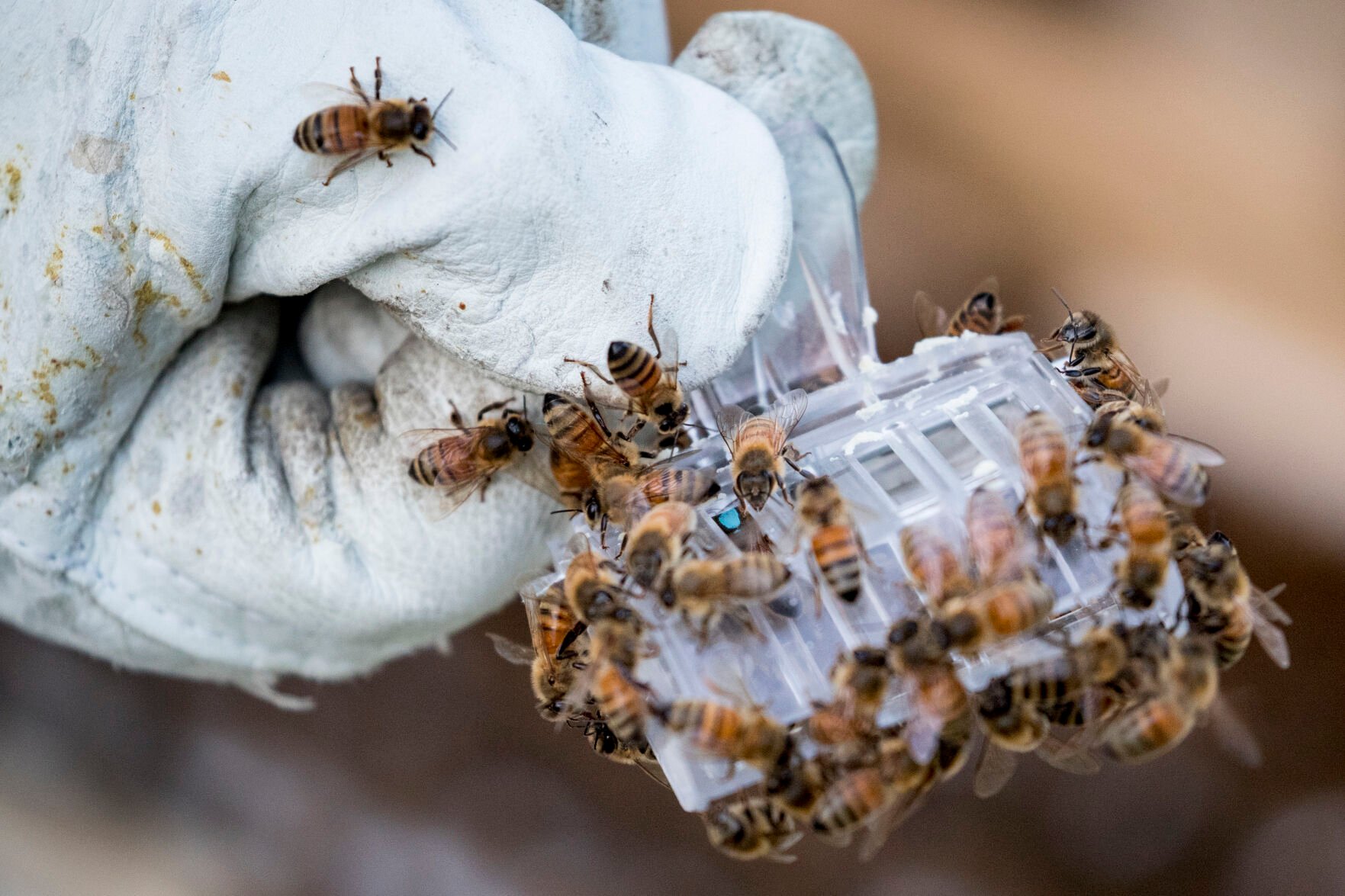 Virus Outbreak Washington Beekeepers